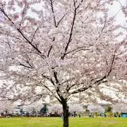 まさこの画像