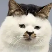 にんじん