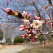 S.sの画像
