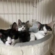 テラコの画像