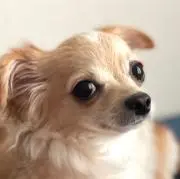はやちんぱぱ