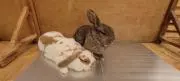 ちぇるの画像