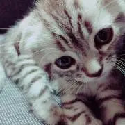 せいか