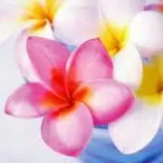 プルメリアの画像