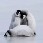 ゆう