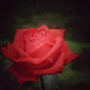 ☆Hi-ko☆の画像