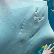 マンタの画像