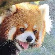 よすけ。