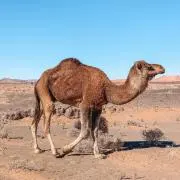 ともの画像