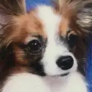 PUFFINの画像