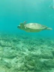 鬼政の画像