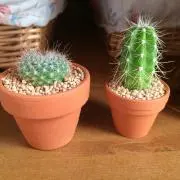 Miiの画像