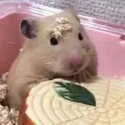 つぶはむの画像