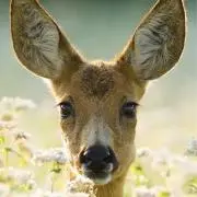 amm