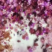 ボンゴの画像