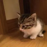リカの画像