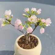 YMの画像