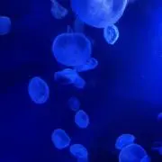 とんかち