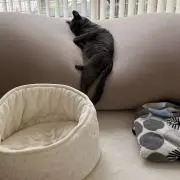 ねこたろうの画像