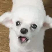 おとの画像
