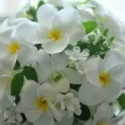 ティアラ