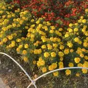 あい(無言/値下げ◎)の画像