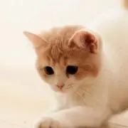 mrsh