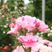 chamomileの画像