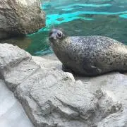 わちゃの画像