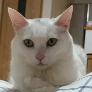 aripeiの画像