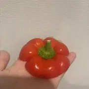 とねの画像