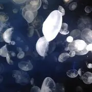 のりたまの画像