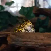 あおの雑貨屋