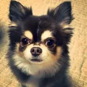 チョコチップ