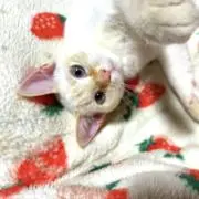 MiaO