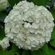 H✿(コスメ・ハンカチ整理中)の画像