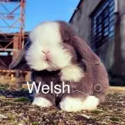 Welsh＊うぇるしゅ
