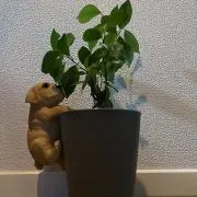 ガジュマルの画像
