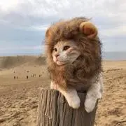 かまいたち