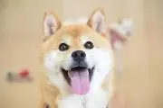 ワンじーの画像