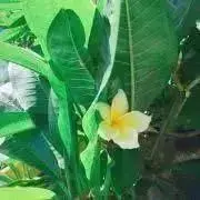 maluhiaの画像
