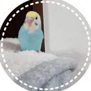 ピノパル