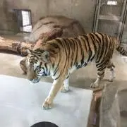 zogor