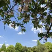 ゆかりの画像