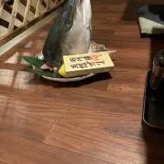 ブリ