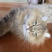真