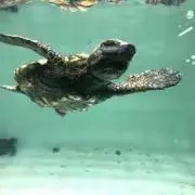 そばちょこの画像