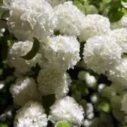pプロフ必読の画像