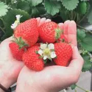 いちごの画像