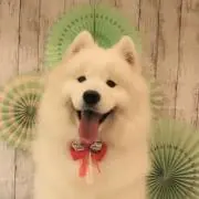 すぐは